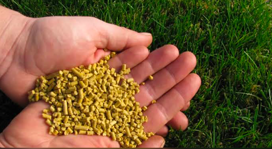 Corn gluten meal pellets in hands organic pre-emergent weed preventer for lawns.