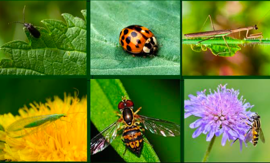 Beneficial garden insects collage: ladybug, praying mantis, lacewing, hoverfly, bee pollinator.