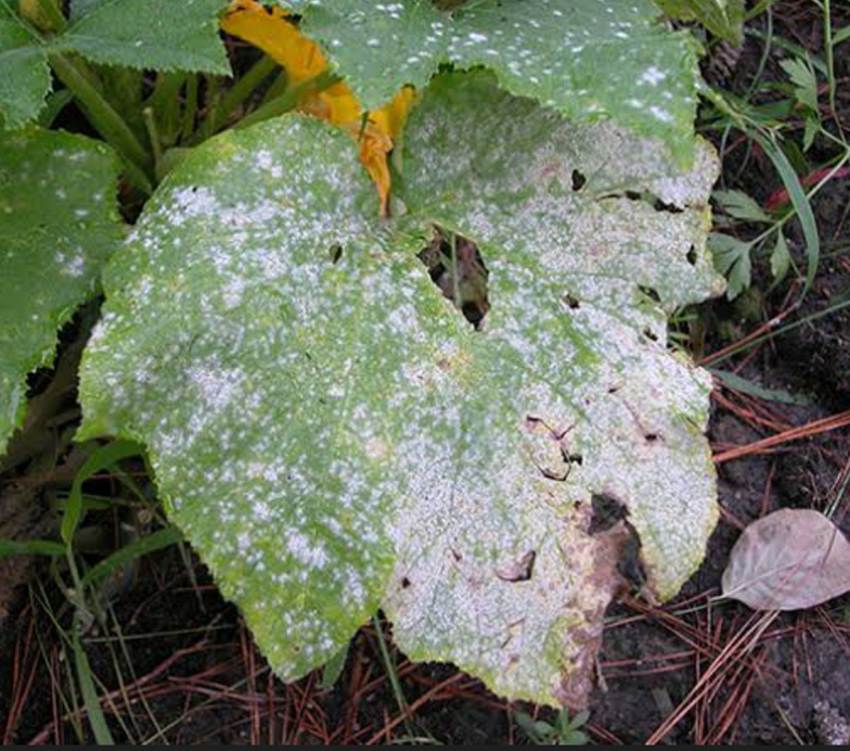Powdery mildew on squash leaf white fungal spots identification.
