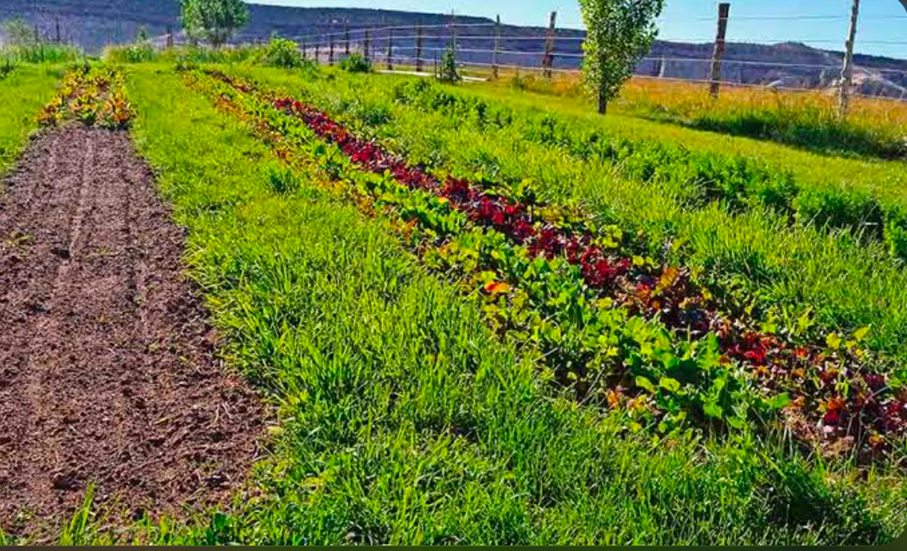 Vegetable garden rows with cover crops and grassy aisles weed management example.