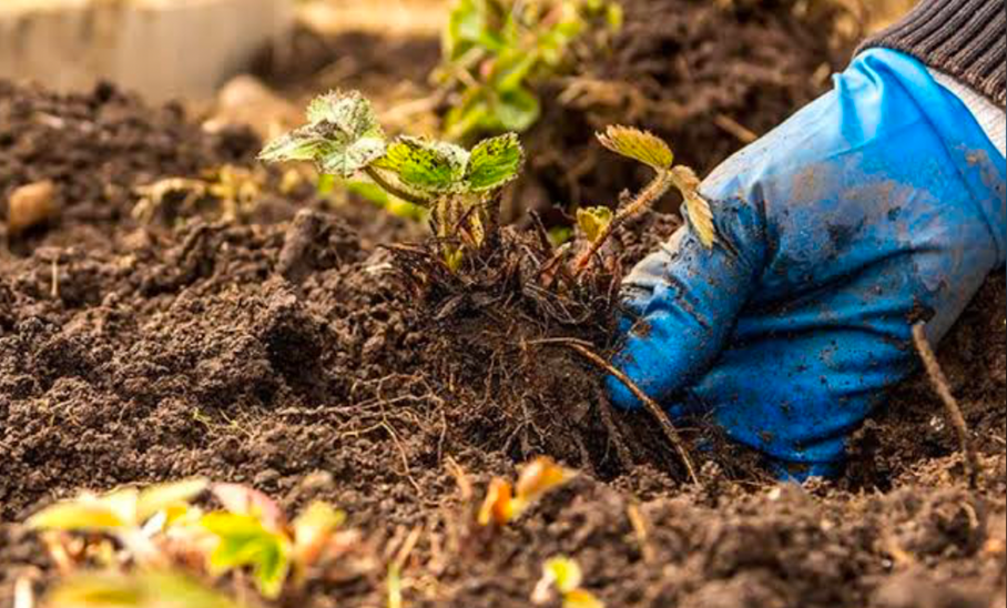 Hand pulling weeds from garden soil with gloves manual weed removal.