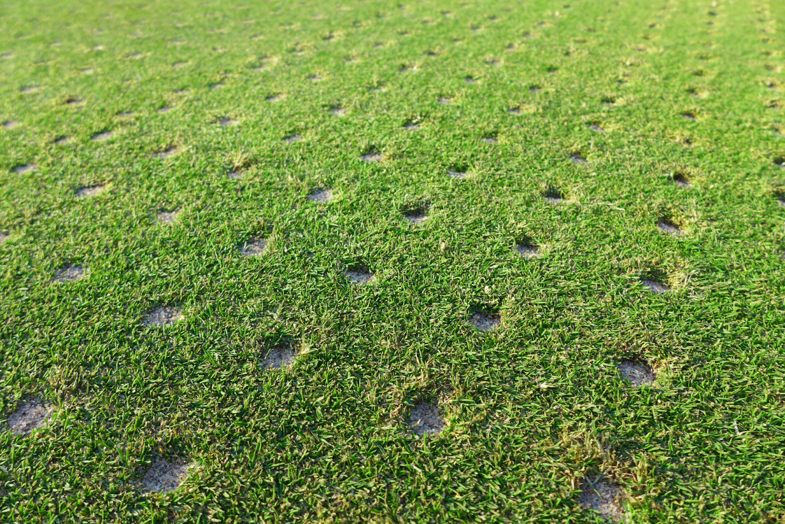A close up of a core aerated lawn.