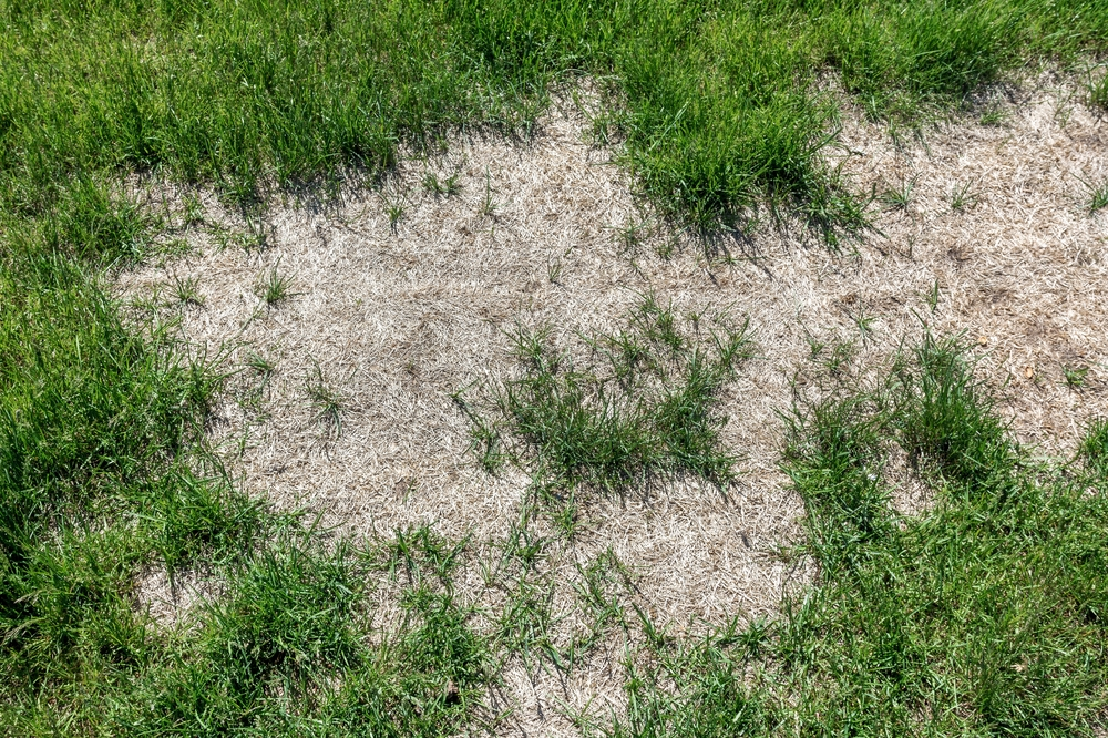 A patch of lawn with bare spots.
