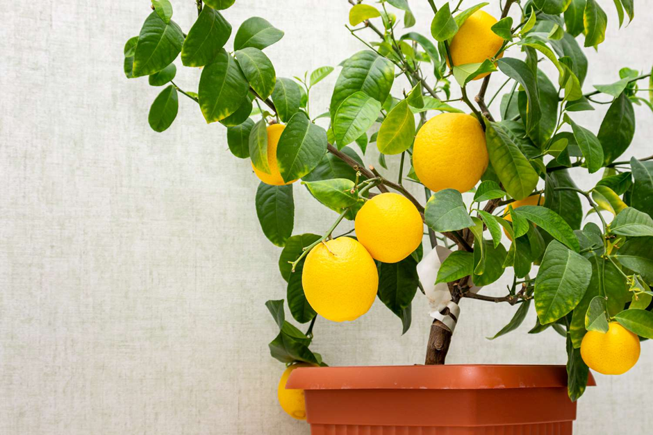 Bright yellow lemons ripening on a potted lemon tree with lush green leaves.
