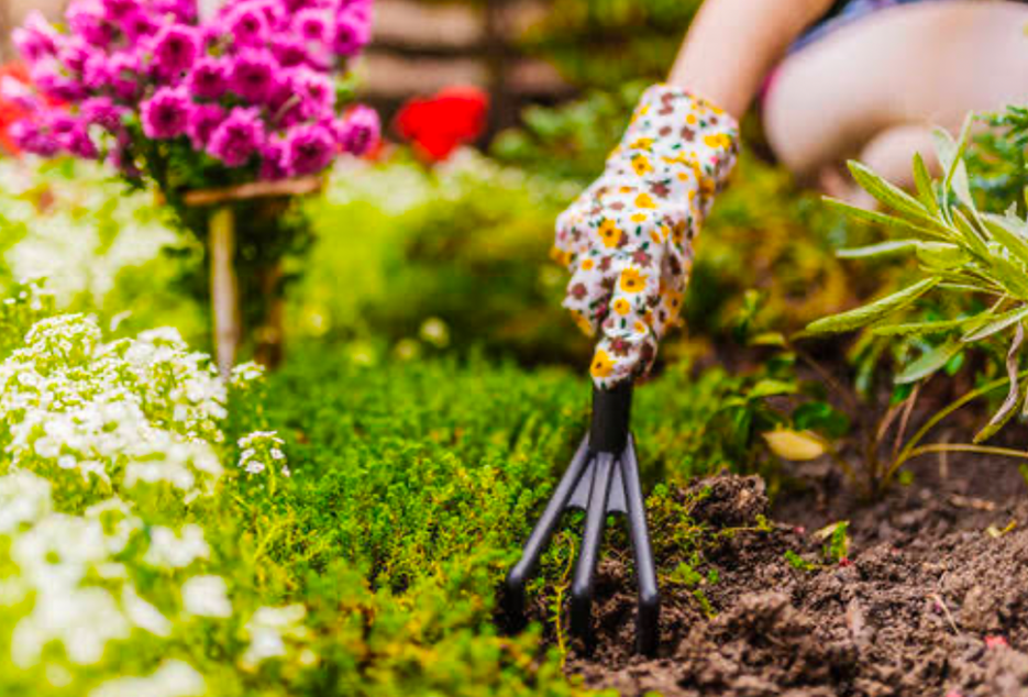 Gardener wearing floral gloves cultivating soil around blooming plants.