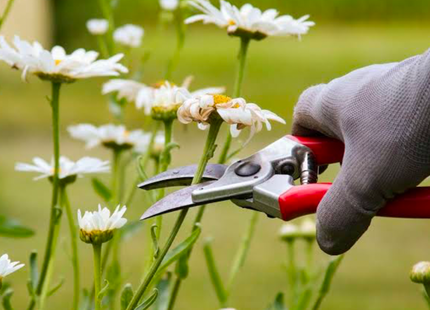Gloved hand using pruning shears to deadhead daisies in the garden.