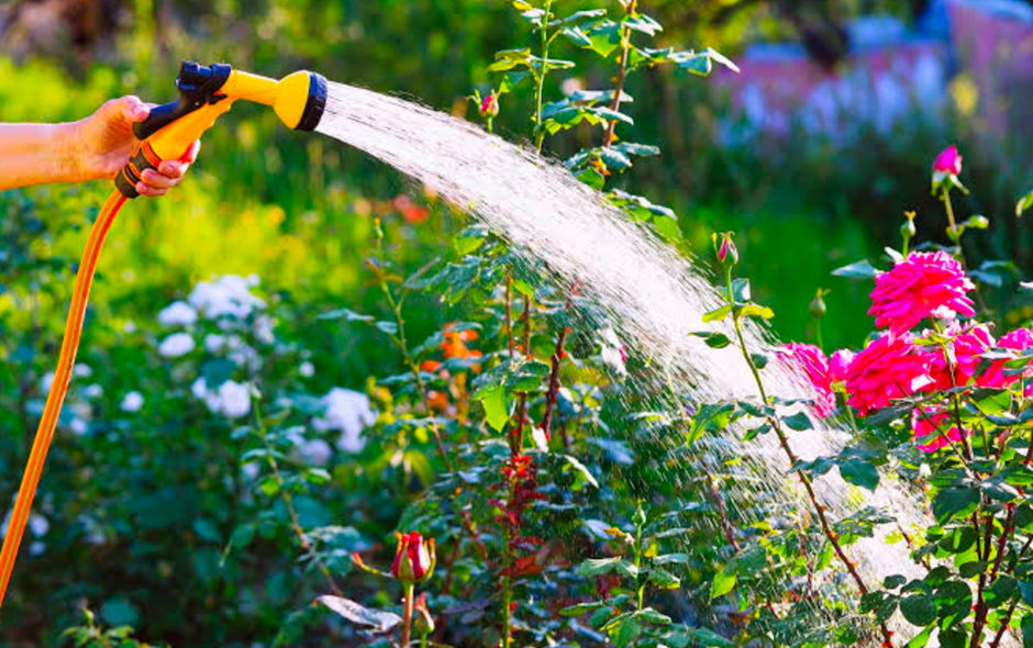 Watering pink roses with a garden hose and spray nozzle on a sunny day.