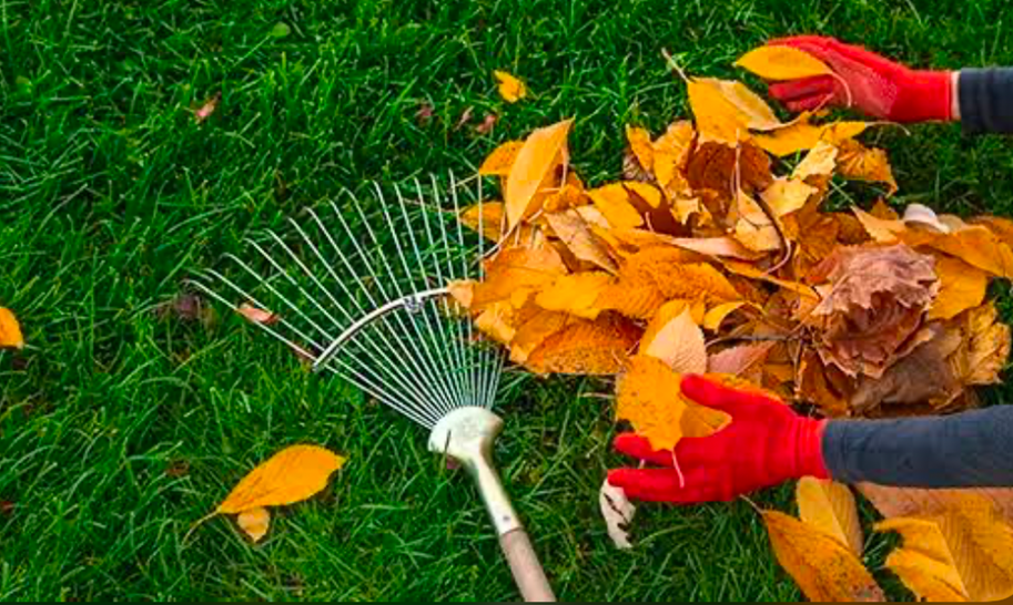 Raking fallen autumn leaves on a lawn with a metal rake and red gloves.