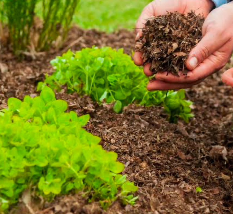 Applying leaf mulch around young plants in a garden bed.