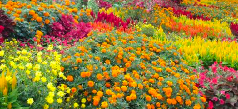 Mass planting of vibrant marigolds and celosia in a summer flower garden.