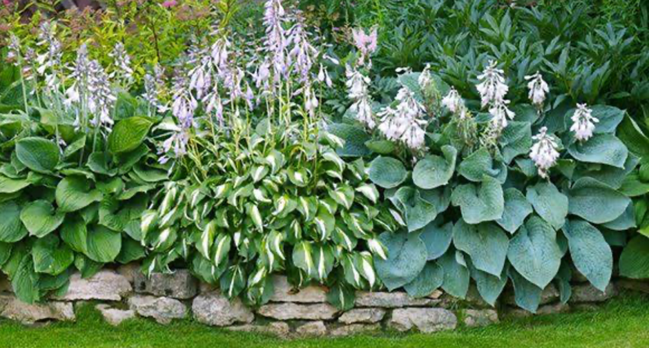 Shaded garden border with large hosta plants and stone edging.