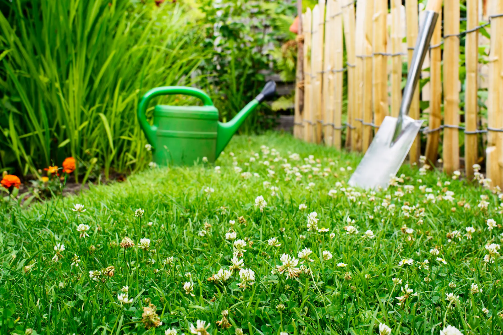 A lush clover yard with a shovel resting against a fence and a watering can nearby.