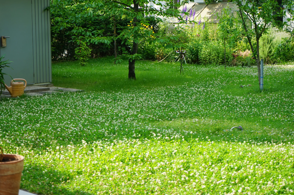 A yard filled with clovers.