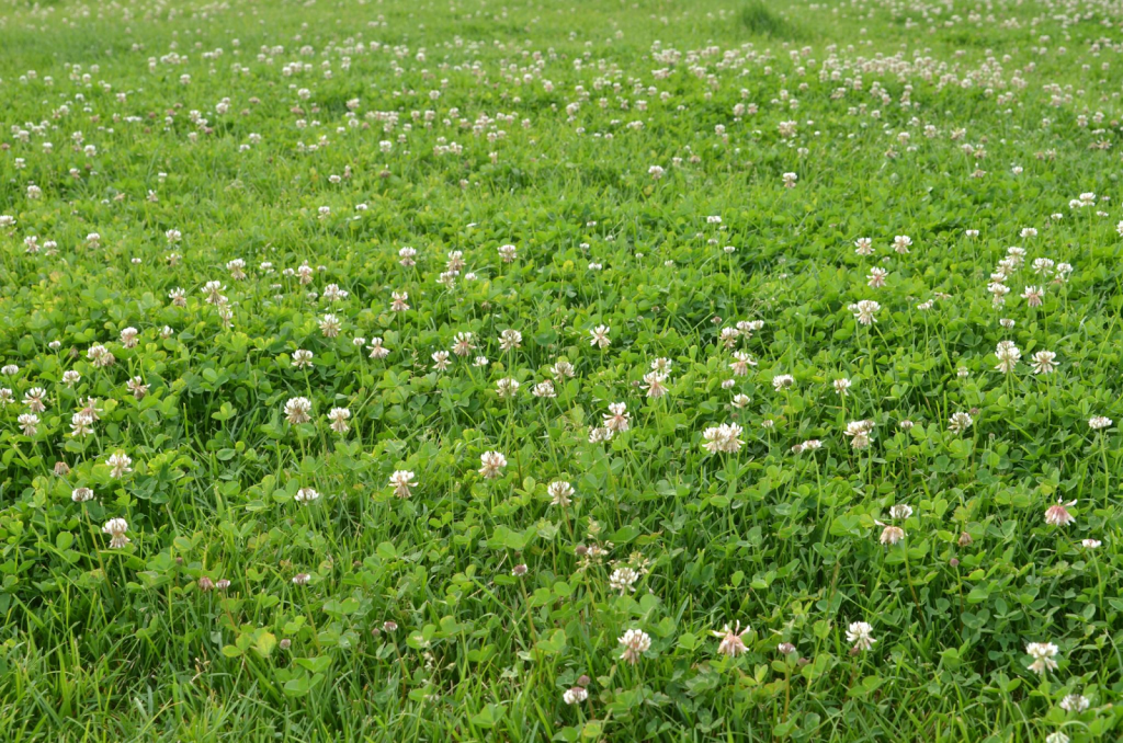 A close up of clovers on a lawn.