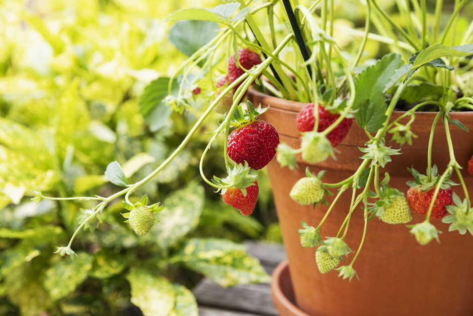 Red strawberries and unripe green fruits hanging from a potted strawberry plant.