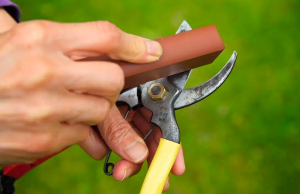 A gardening sharpening their pruning sheers.