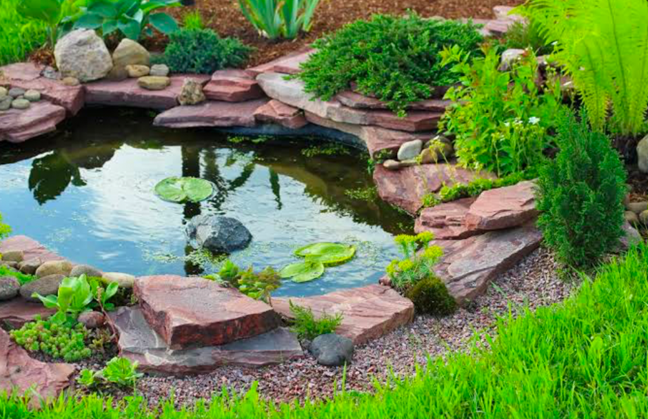 Backyard pond with lily pads and rocks
