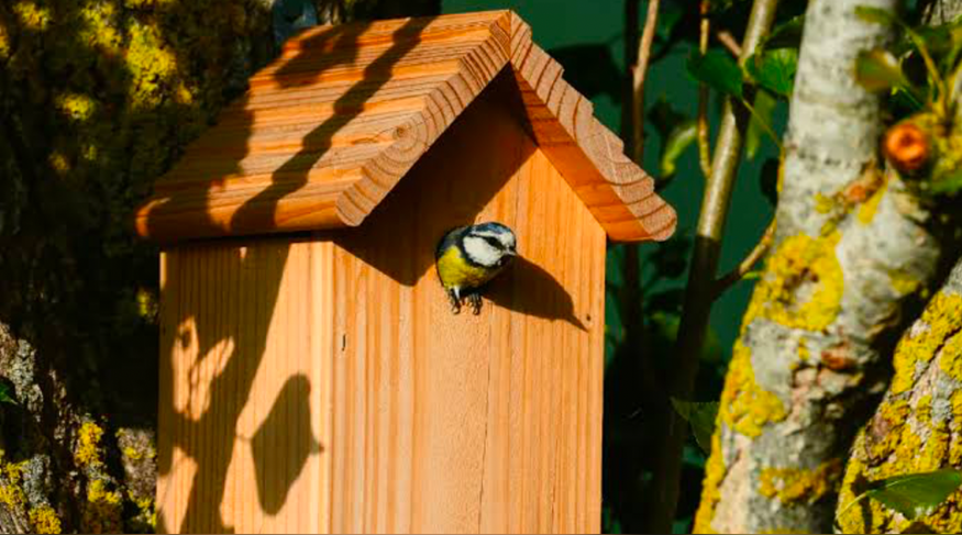 Wooden birdhouse with songbird in garden
