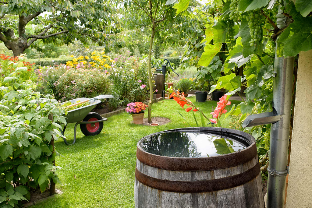 Rain barrel collecting water in garden