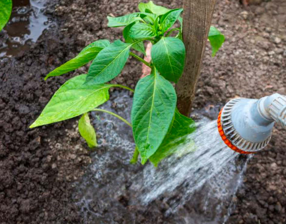 Watering vegetable plant with hose nozzle