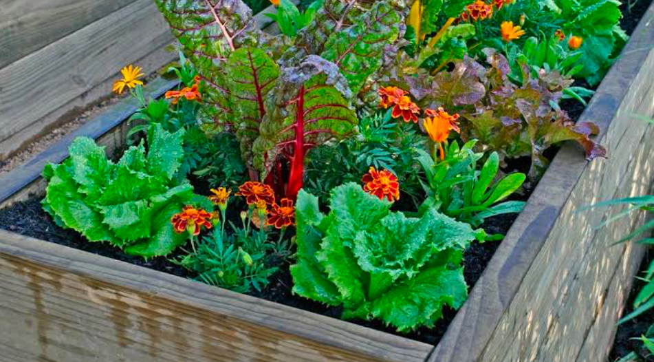 A close up of a raised bed.