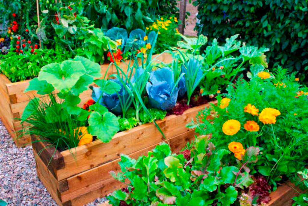 Three raised beds side by side with various companion plants.