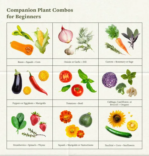 A table of companion planting example plants.