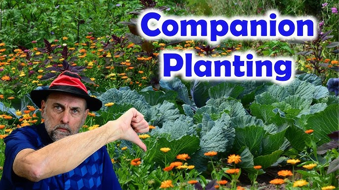 A man holding a thumbs down in front of a companion planted garden with blue words saying Companion Planting.