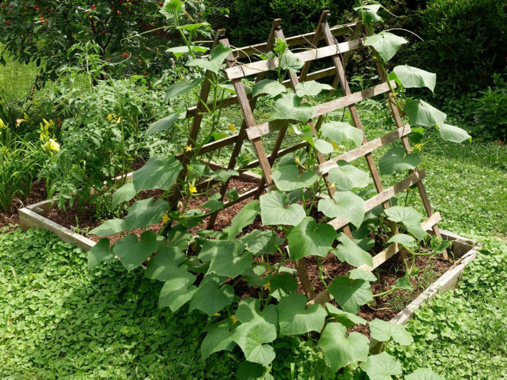 A trellises being used for vertical support.