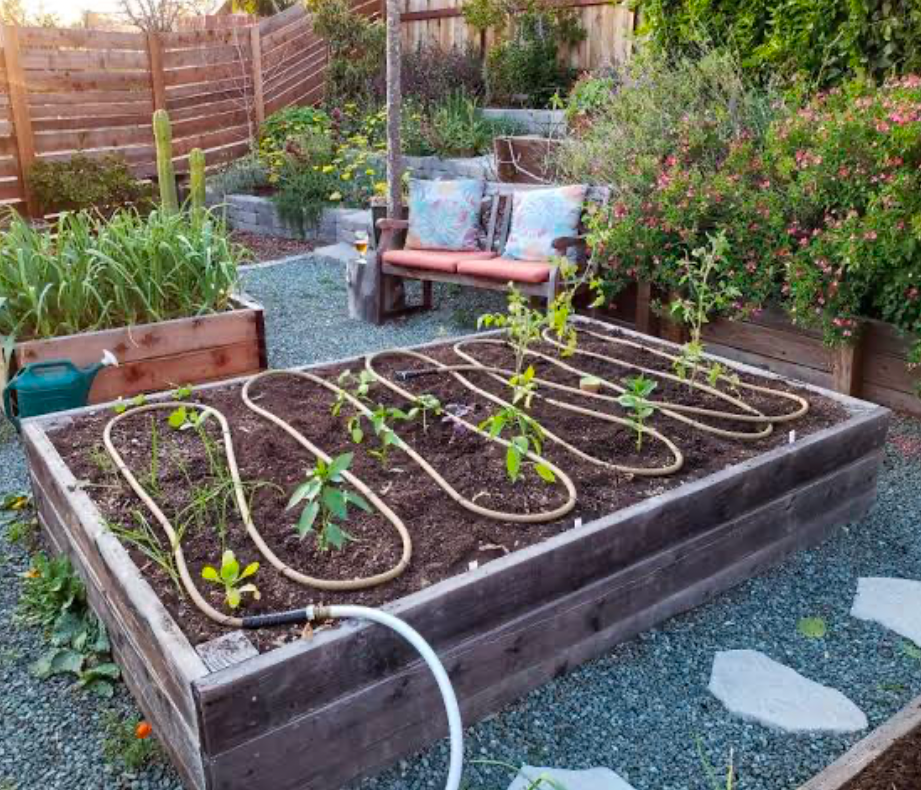 A drip irrigation line ran zig zag across a raised bed.