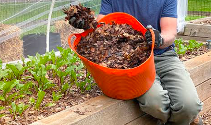 A gardener holding a gloved handful of leaf litter picked form a bucket while sitting on the edge of a raised bed.