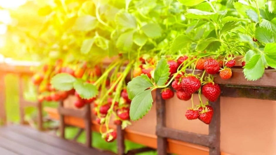 Sunlit ripe strawberries growing in a wooden planter box.