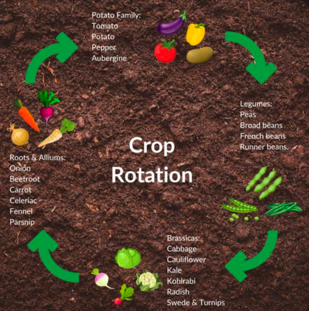 A diagram showing an example of crop rotation cycling.