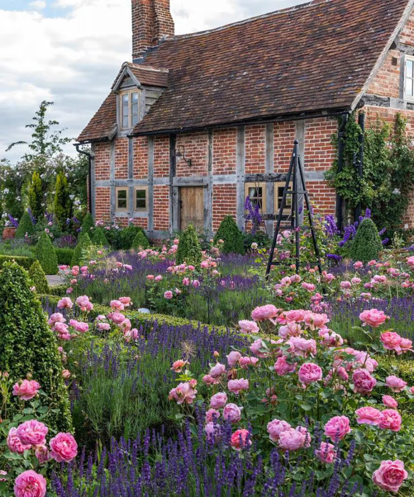 English cottage garden with roses and lavender borders