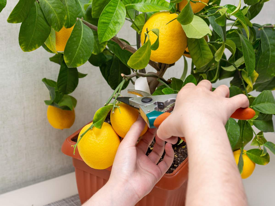 Person harvesting ripe oranges from a potted citrus tree indoors.