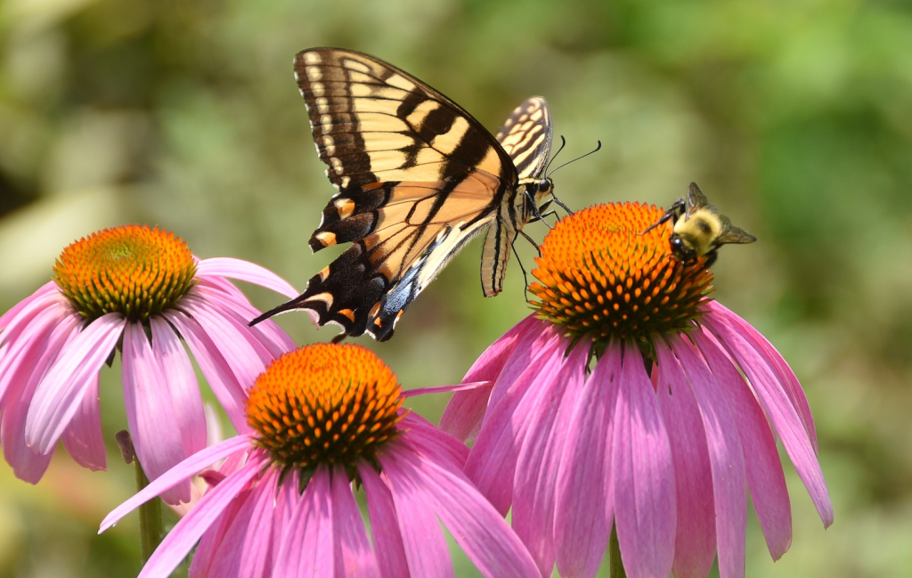 Pollinators on a flower npatch.