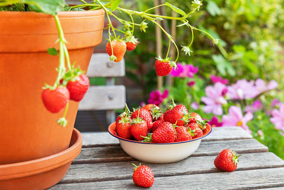 Fresh strawberries growing in a pot with ripe fruits harvested into a bowl outdoors.