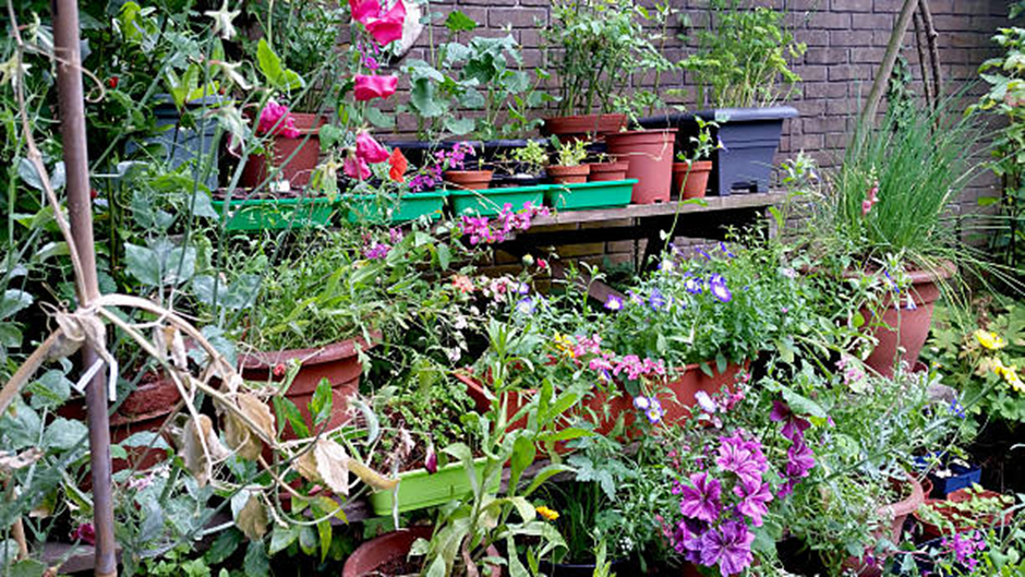 Colorful container garden with herbs and flowers on tiered shelves