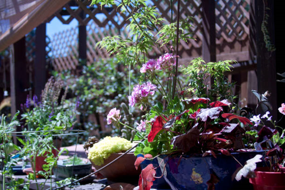 Container garden on sunny deck with trellis and colorful potted flowers and herbs.