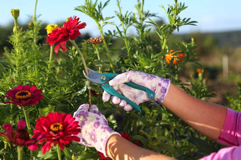 Hands pruning red zinnia flowers with garden shears in a summer flower bed.