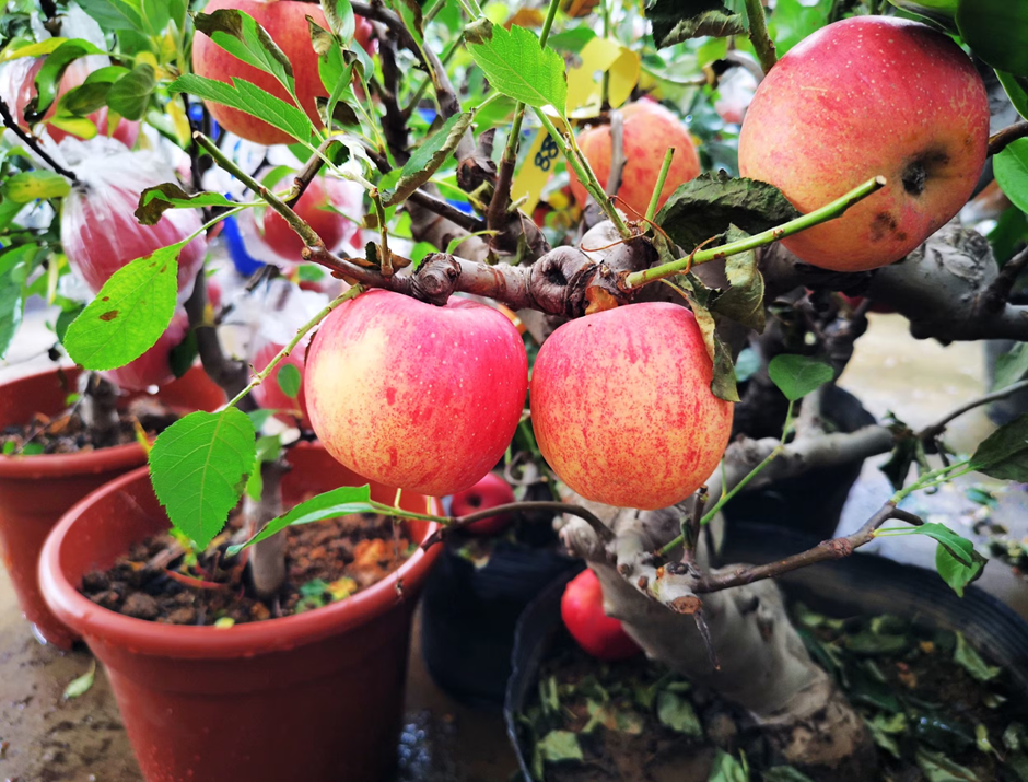 Ripe red apples growing on a small potted apple tree with healthy green leaves.