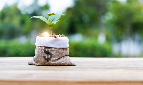 Young plant growing from money bag.
