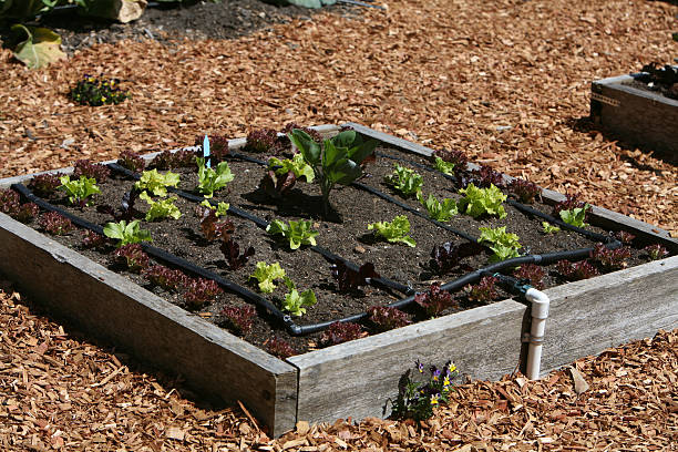 Planting small amounts in raised gardens complete with watering system. Surrounded by wood chips makes for easy maintenance and walking.