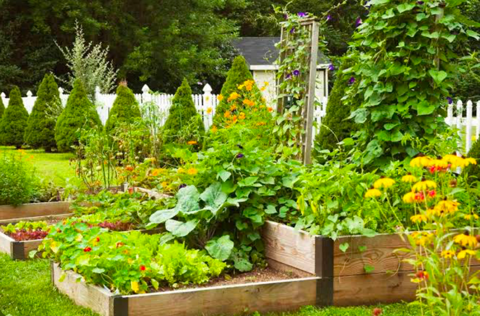 Raised vegetable garden beds with trellis and flowers by a white picket fence.