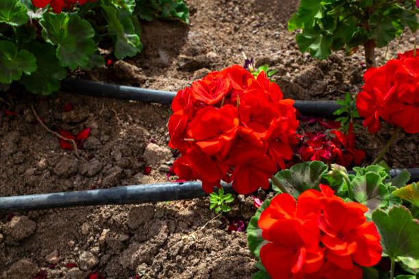 Close-up of red geranium flowers with drip irrigation. Top view of large red flowers. Drip irrigation hoses are lying on the ground.