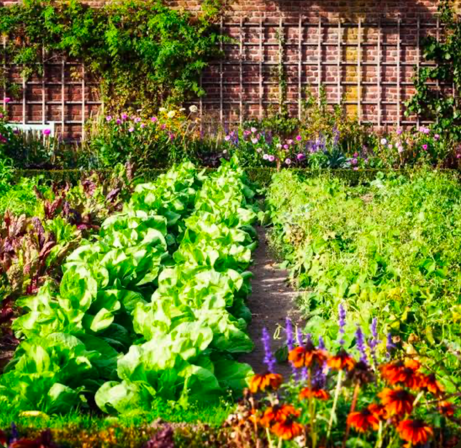 Walled potager garden with lush vegetable rows.