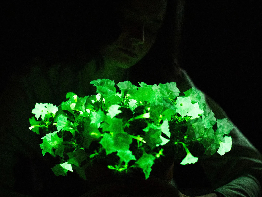 bioluminescent petunias