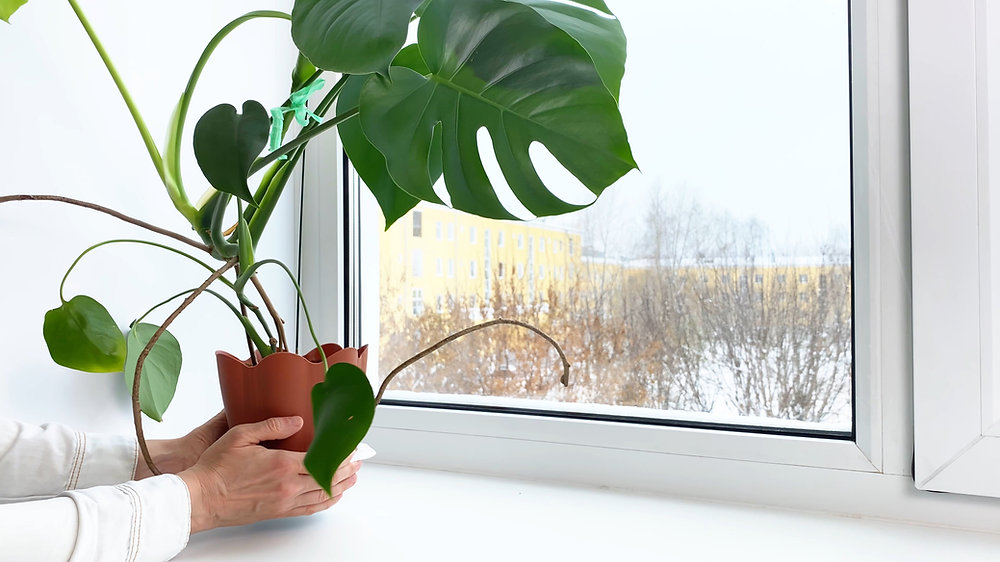 a snowy day outside a window with a Monstera being held.