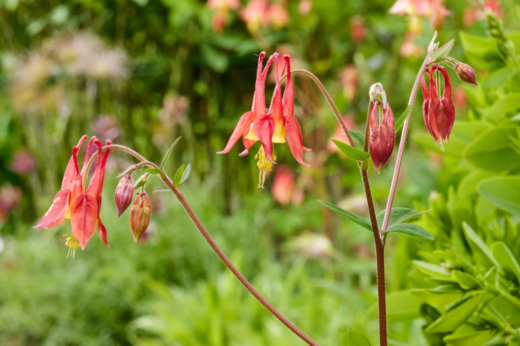 Colorful plants.
