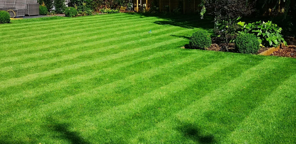 A lush striped lawn.